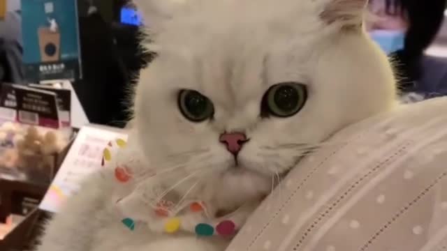 #The_Loveliest_Animals cute cat,cat videos,cat reaction,cat react,cat,cats,cute cats video, #cutecat