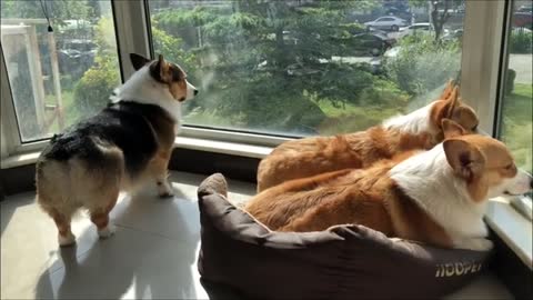 Food Argument Between Corgi Loaves