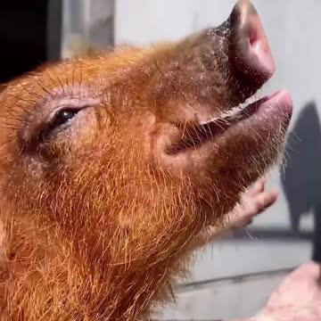 Funny Pig videos