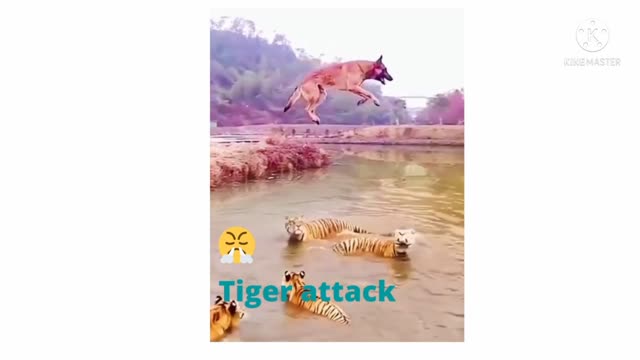 Tiger attack Dog!! Safe his Life#OMG # Danger his life!