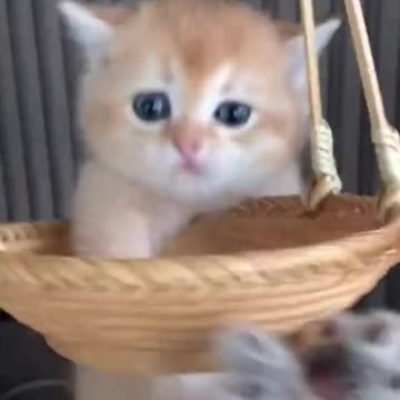 Cute cats play #cats