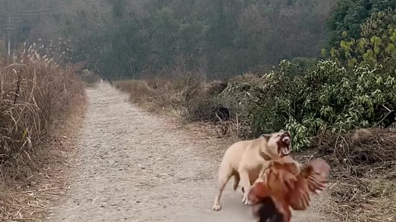 puppy and chicken fight