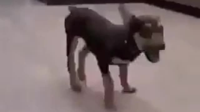 Dancing Dog 🤣