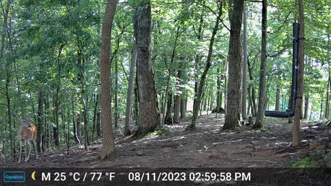 The Woods – 08/12/2023