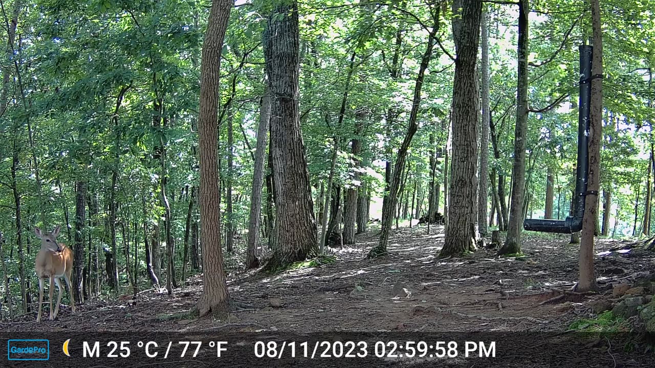 The Woods – 08/12/2023