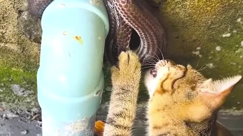 Very funny moments two cat and a snake