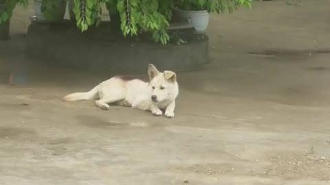 The dog cooled off under the big tree