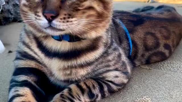 Attitude cute cat brown eye