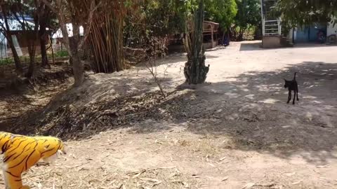 Fake tiger 🐅 pranks dogs 🐕 so funny