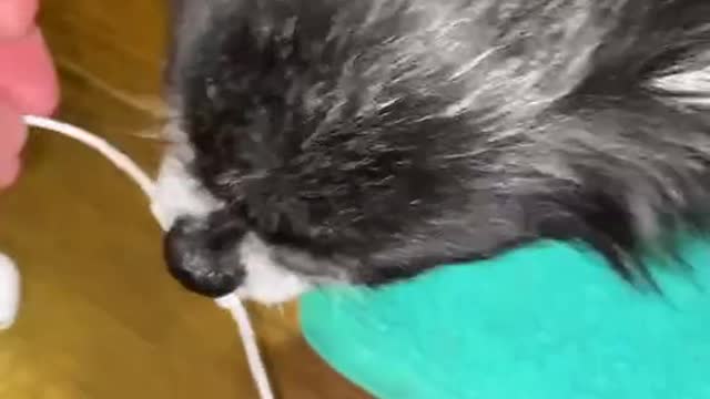 The dog is a bit fierce