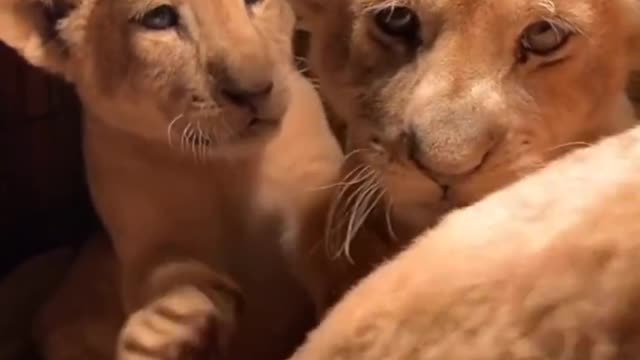 cute little lions show their best roar...roar into human video