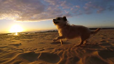 cute dog terrier cross running and playing on beach at sunrise slow motion