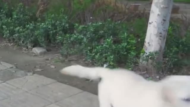 dog saves a blind man's life