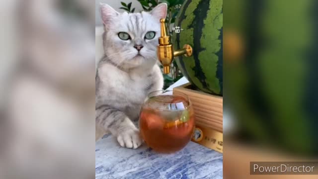 Cat Making Drink | Funny Cat Video