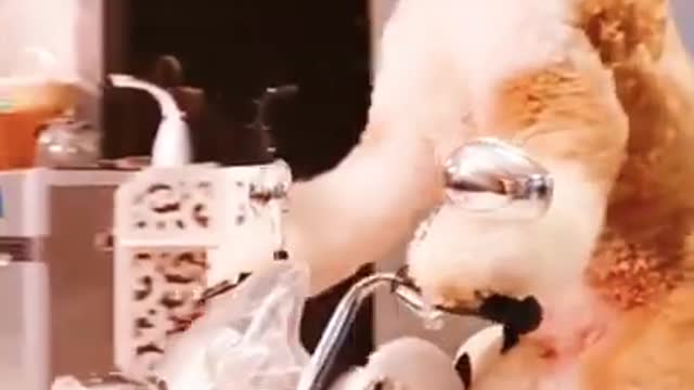 Funny Dog video/Funny Dog ciycline with puppy