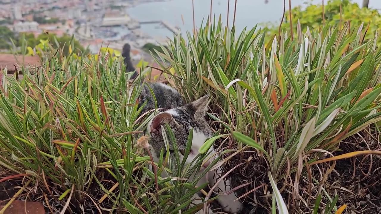 Cat Playing In Bushes