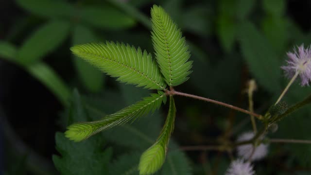 Sensitive Plant (humble plant) closing its leaves after being touched