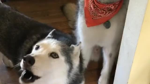 Two dogs bark in house