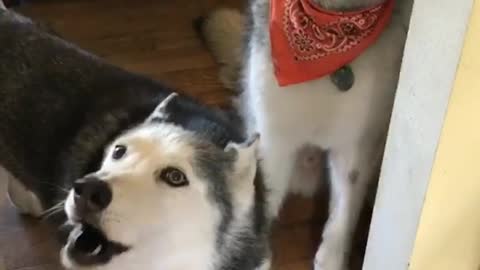 Two dogs bark in house