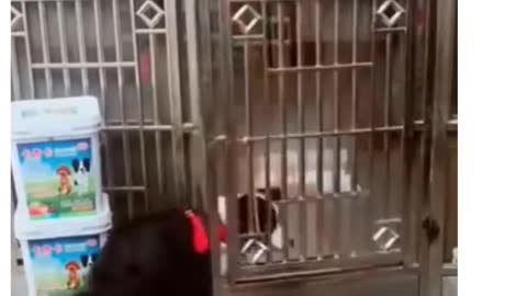 Super Funny Dog Vids