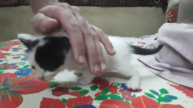 Muffin Kitten First Time On Camera
