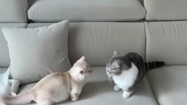 cute cat fun, fun video