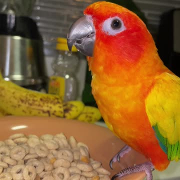 Parrot caught stealing mom's cereal