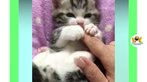 Cute funny kittens video