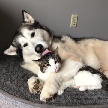 Sweet doggy cuddles kitty in preciously cute footage