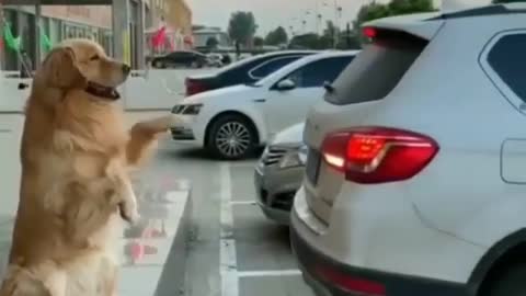 Intelligent Dog By Parking