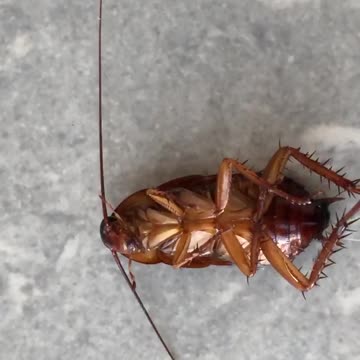 cockroach is dead very sad