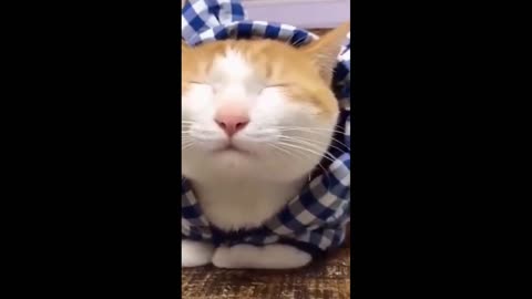 Pets_Funny and Cute