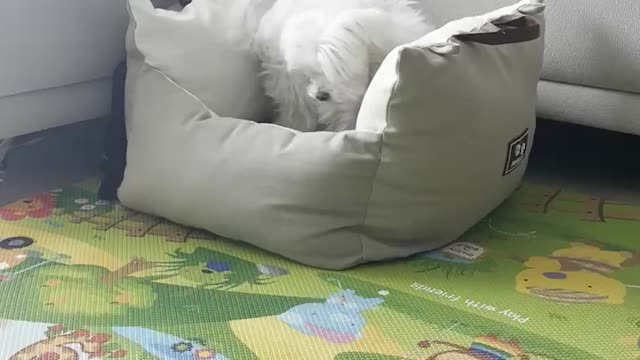 Puppy is digging the ground
