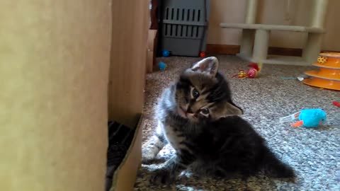 Cute Kitten Stares in Bewilderment. Meet Simon. He Stares At EVERYTHING This Way!