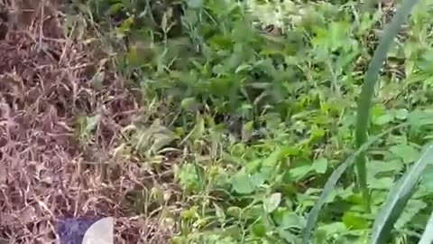 Catching snake video - dangerous reptiles on the loose