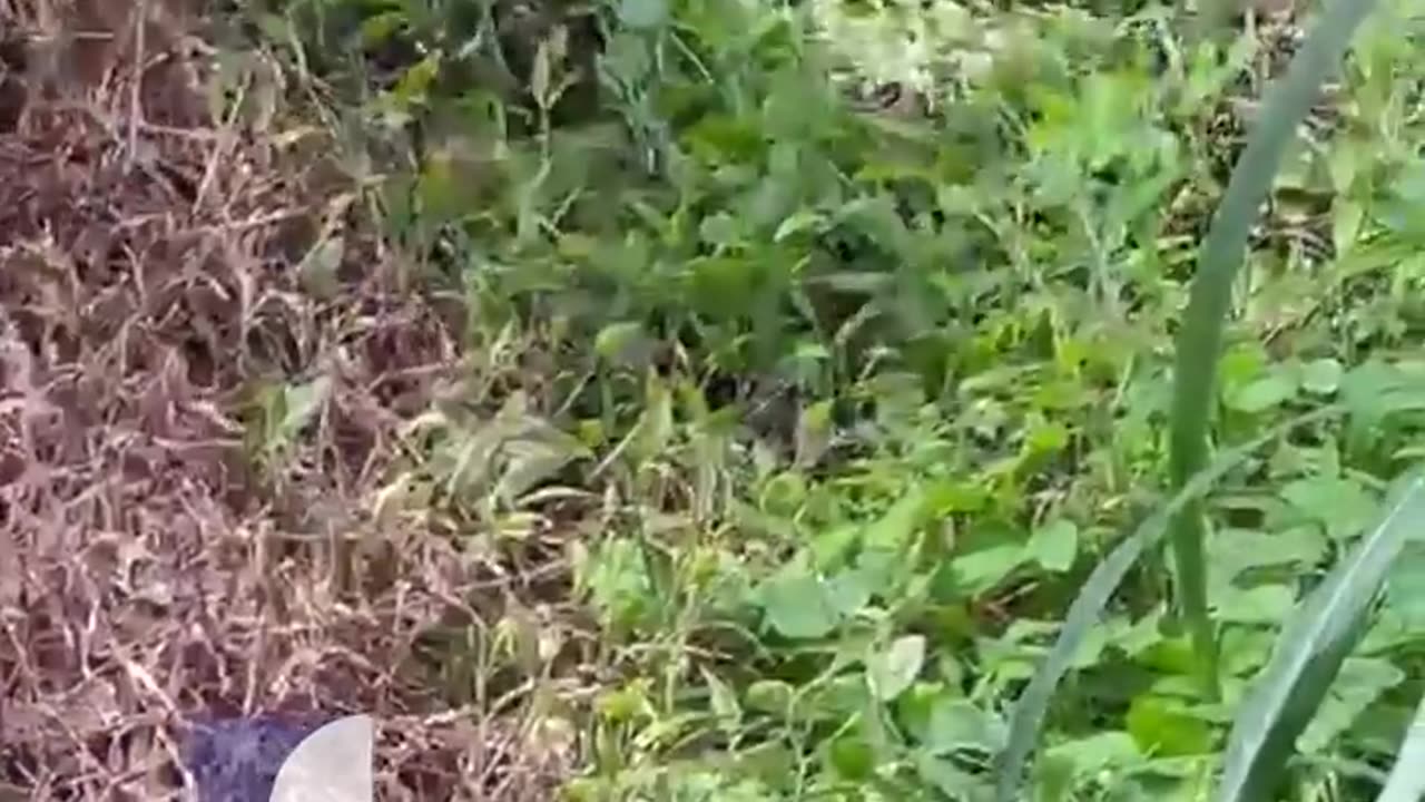 Catching snake video - dangerous reptiles on the loose