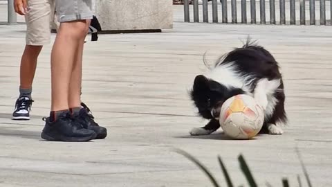 Ball got stuck in the dog's mouth