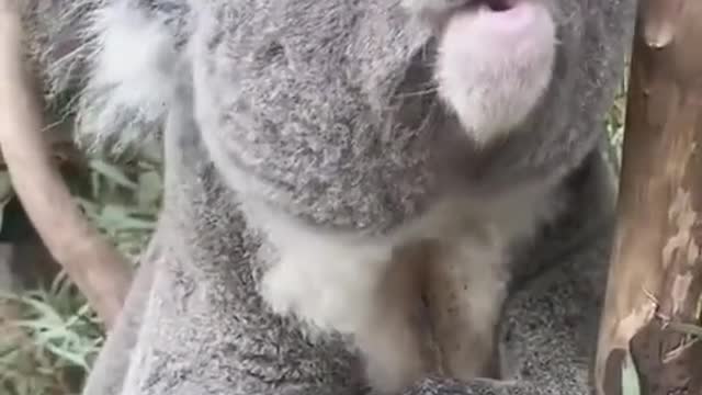wildanimalsdoingthings - Accurate representation of how my laugh sounds