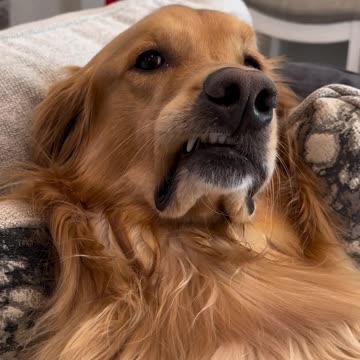 My dog crossed the line this time! #dog