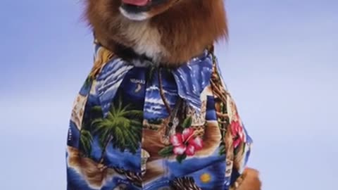 Animal funny activities videos#explorepage