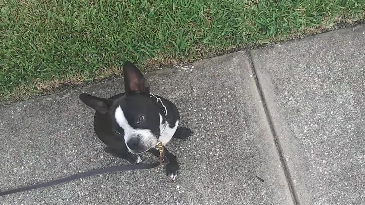 6 Months old Puppy. Leas walking, Left and Right foot trick