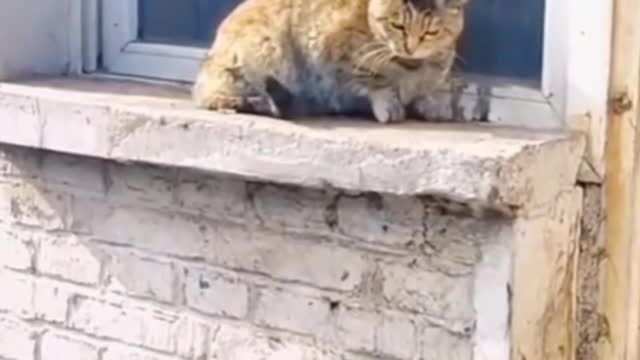 Dog vs cat . . funny fight