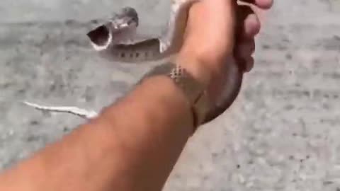 A man grabs a snake