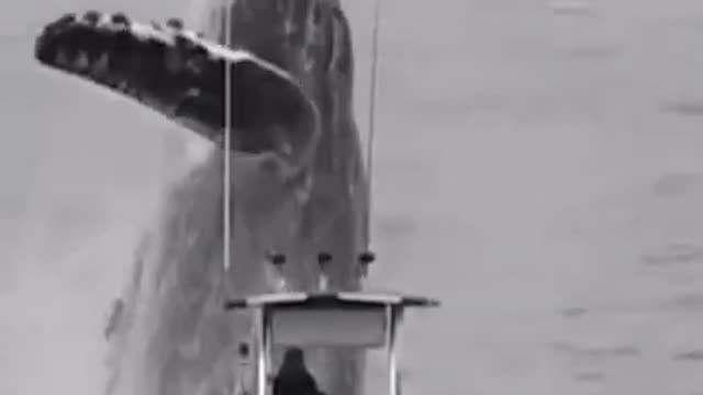 Massive Whale Jumps In Front Of Boat