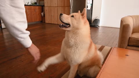 Aperson making a cute dog do a trick