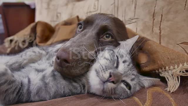 Cat & dog