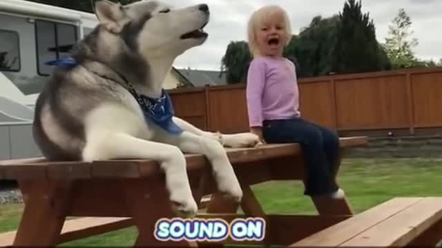 Ultimate Husky Compilation Cute Funny Huskies of TikTok