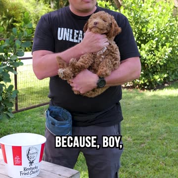 Have You Ever Had Kentucky Fried Puppy?