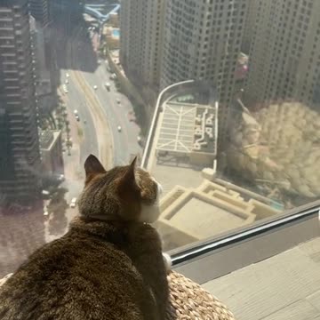 funny|prank|jokes|funny jokes|dad jokes|funny memes|funny video|fun|laughing|funny animal|knock