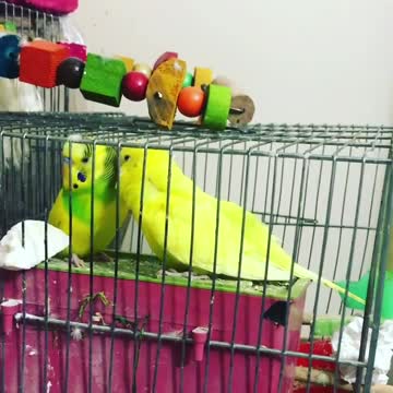 A pair of lovebirds caressing each other before the mating period inside the cage